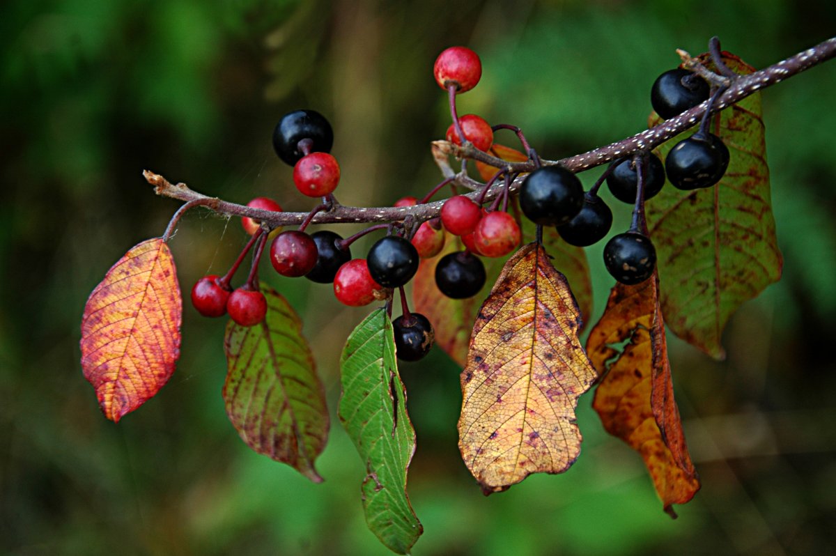 Крушина Ольховая