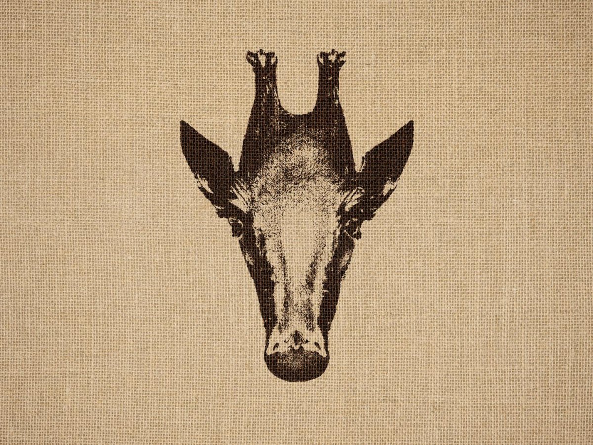 Оптические иллюзии девушка и старуха