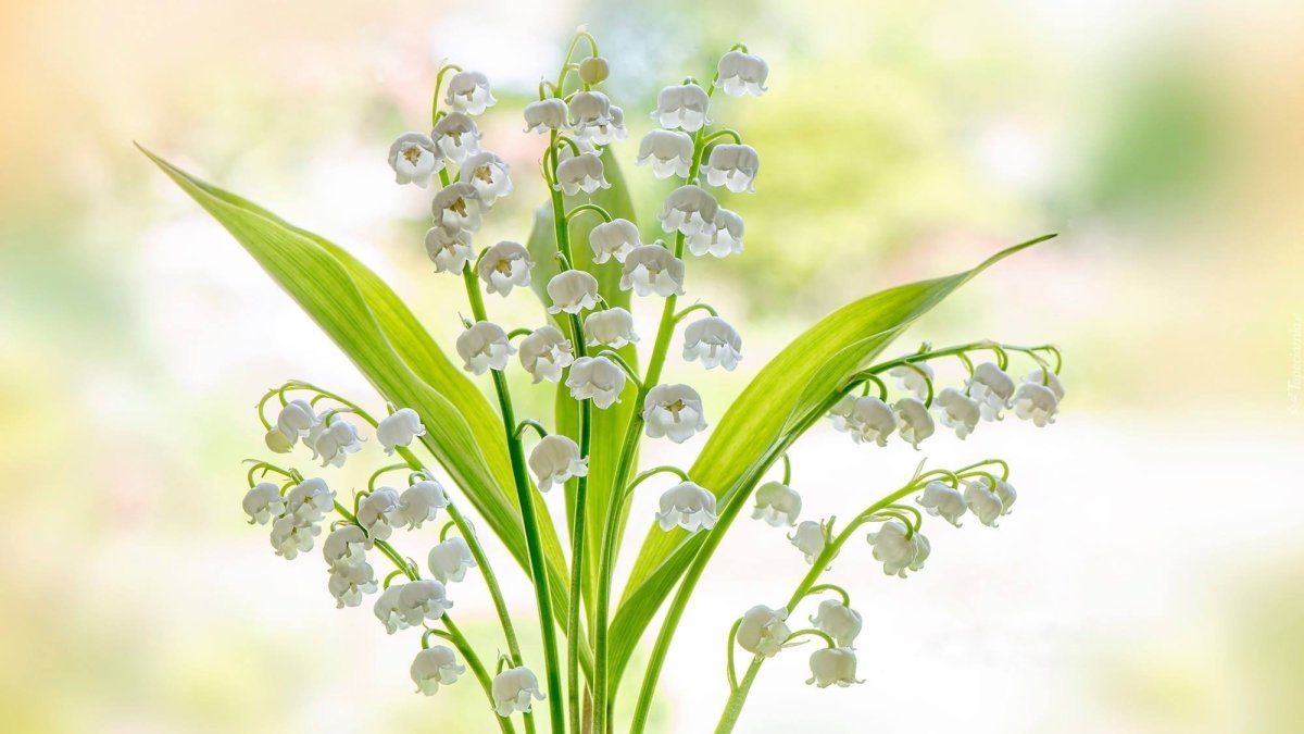 Один Ландыш