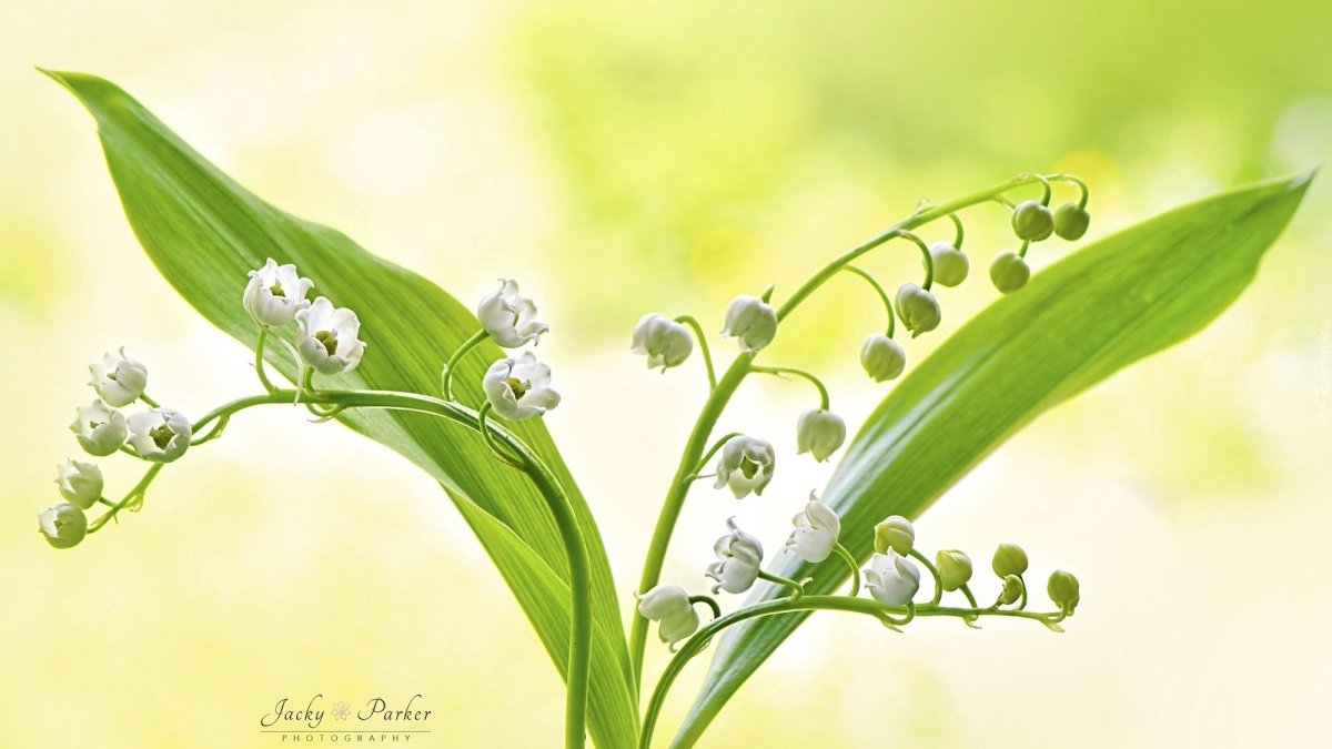 Ландыш Майский на белом фоне