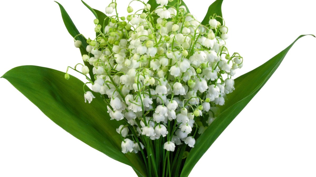 Рисунок Ландыш Майский р