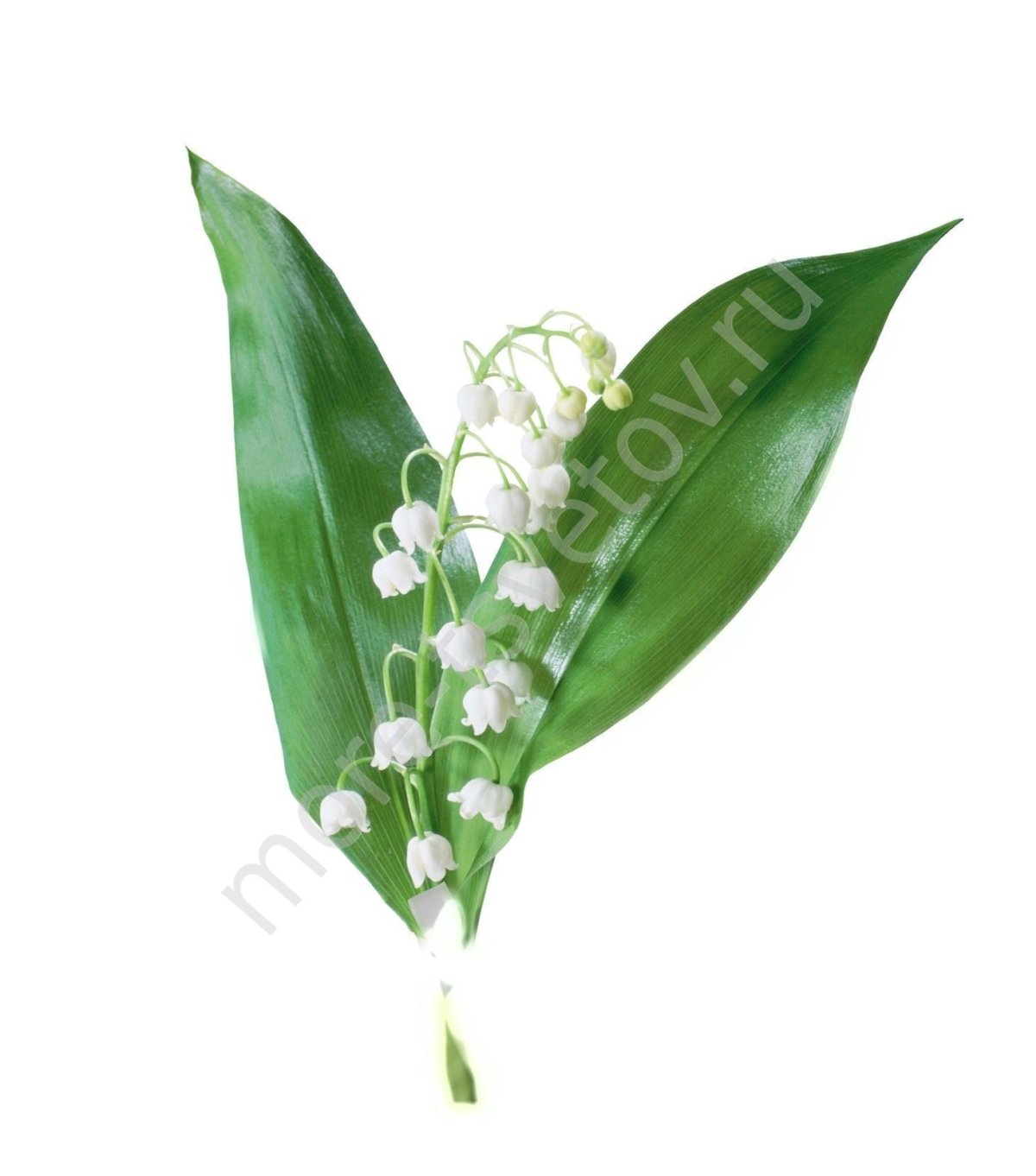 Иллюстрации весенних цветов