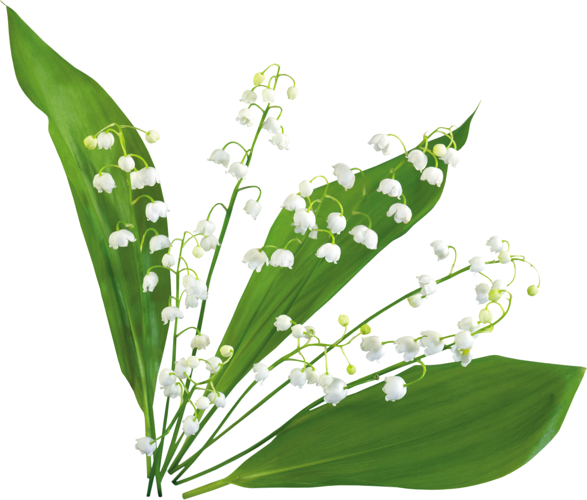 Ландыш Майский бутоны