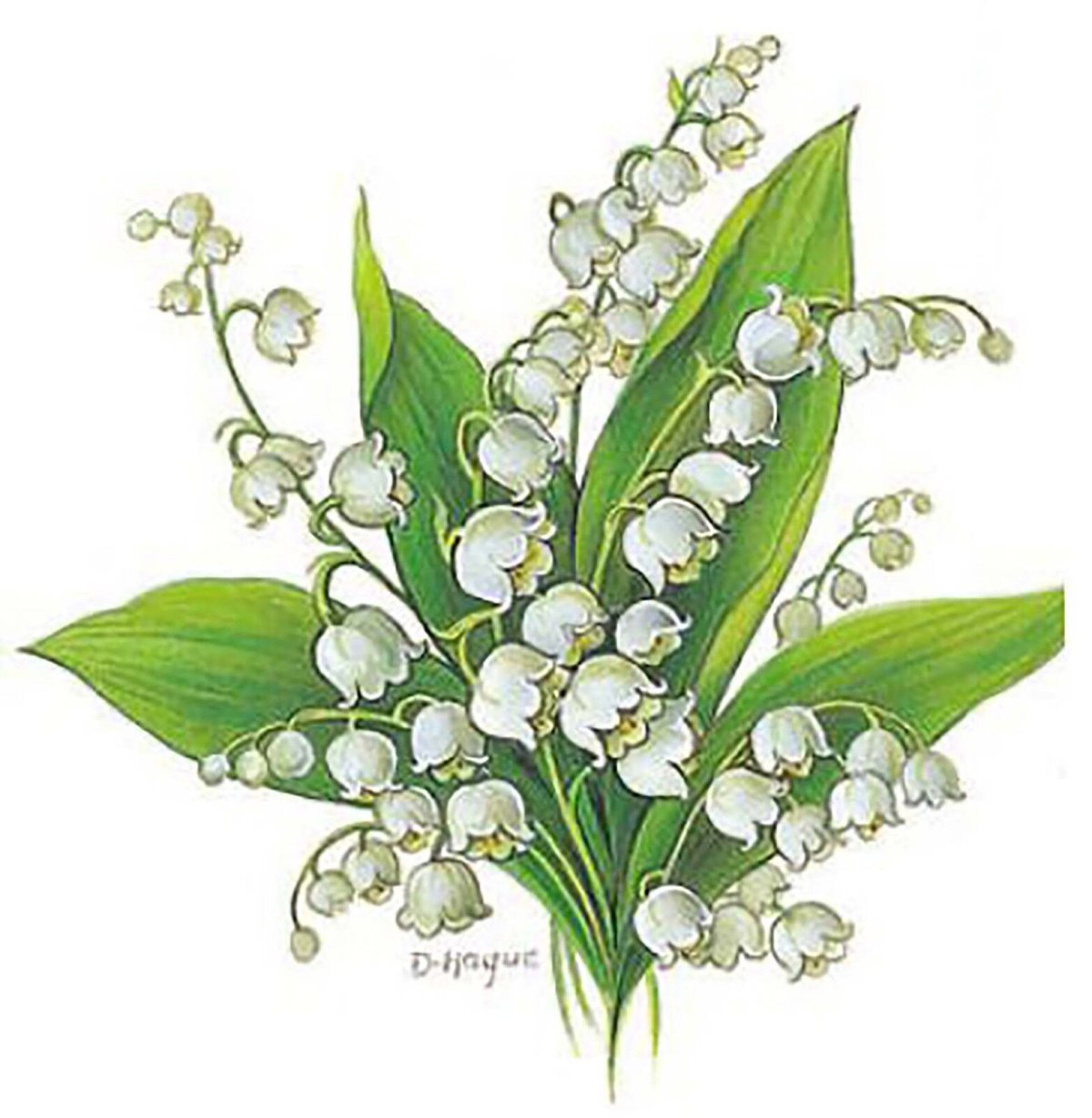 Ландыш Майский на белом фоне