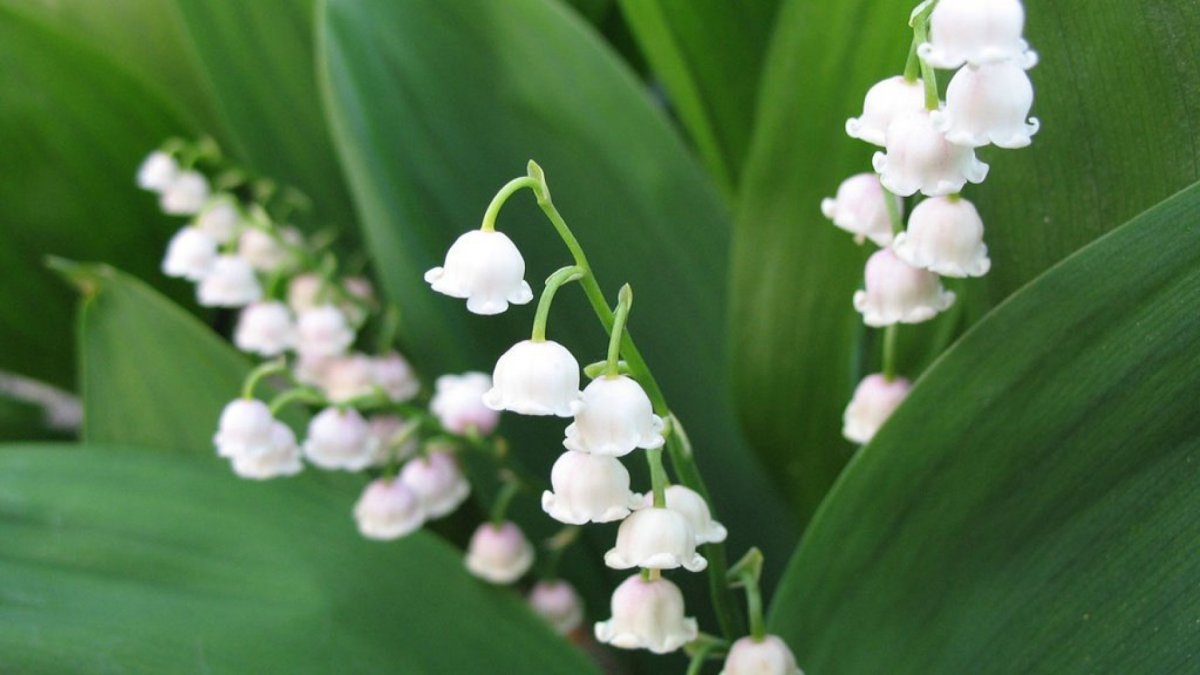 Ландыш э ШИМ