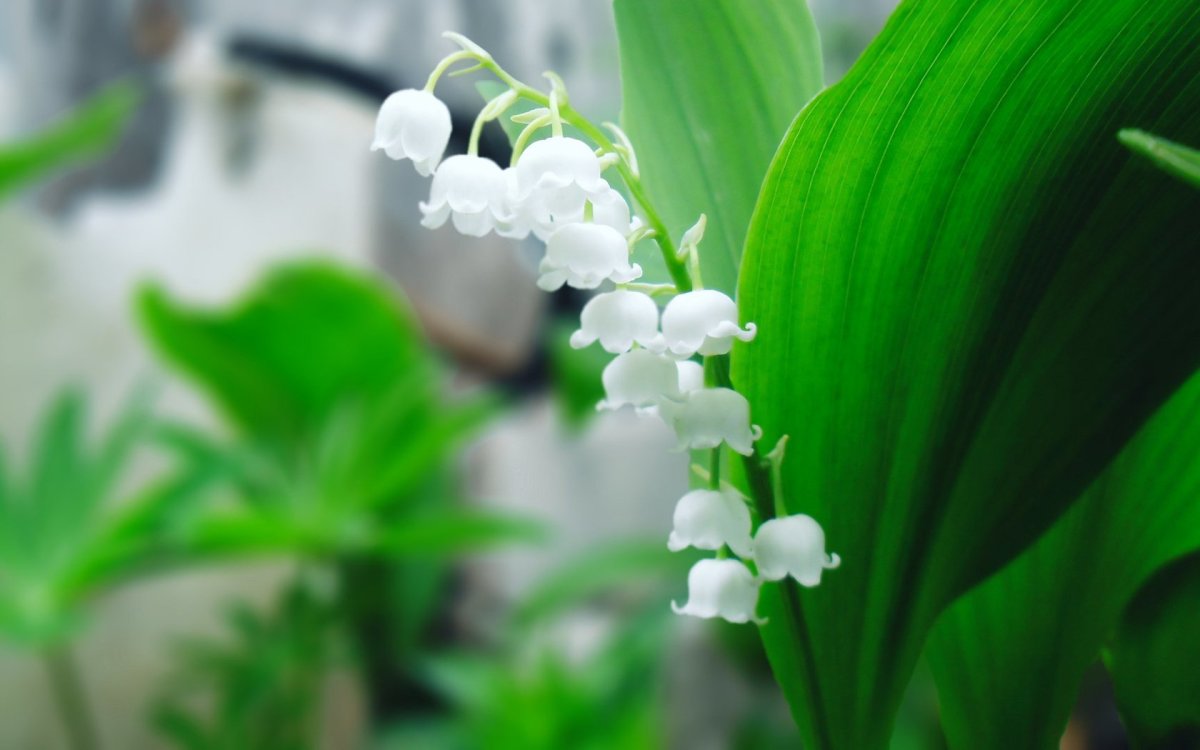 Ландыш эскиз