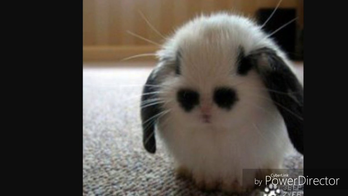 Спит медведь в берлоге зайчик спит в лесу я же на работу