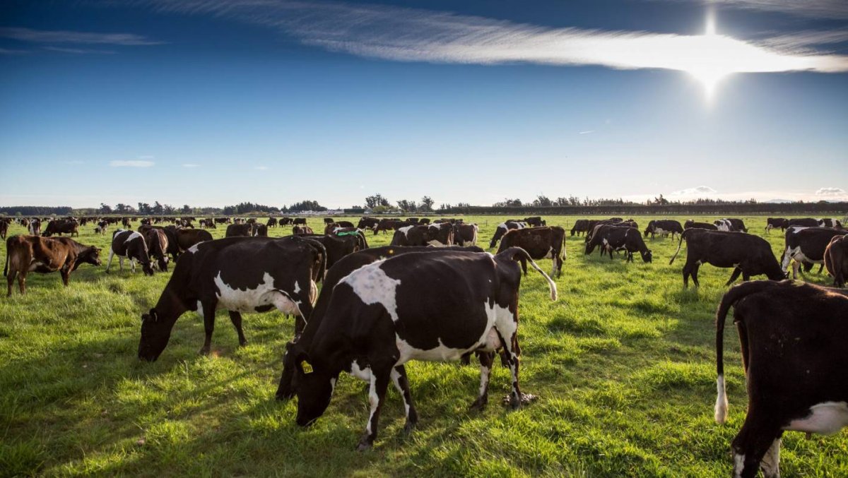 Скотоводство Великобритании