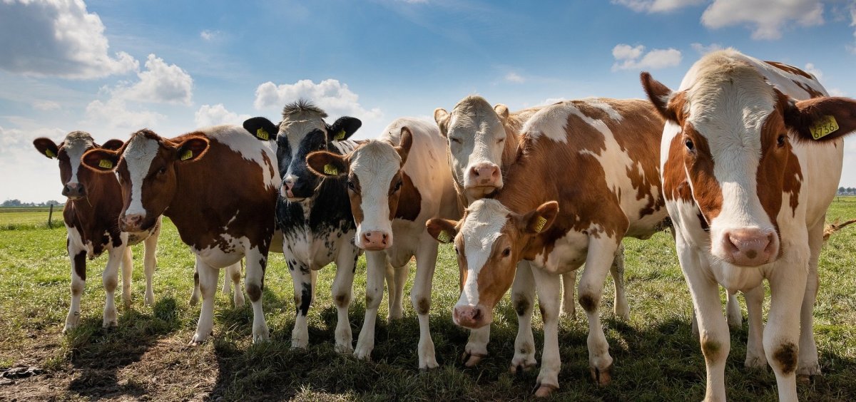 Стойловое пастбище скота