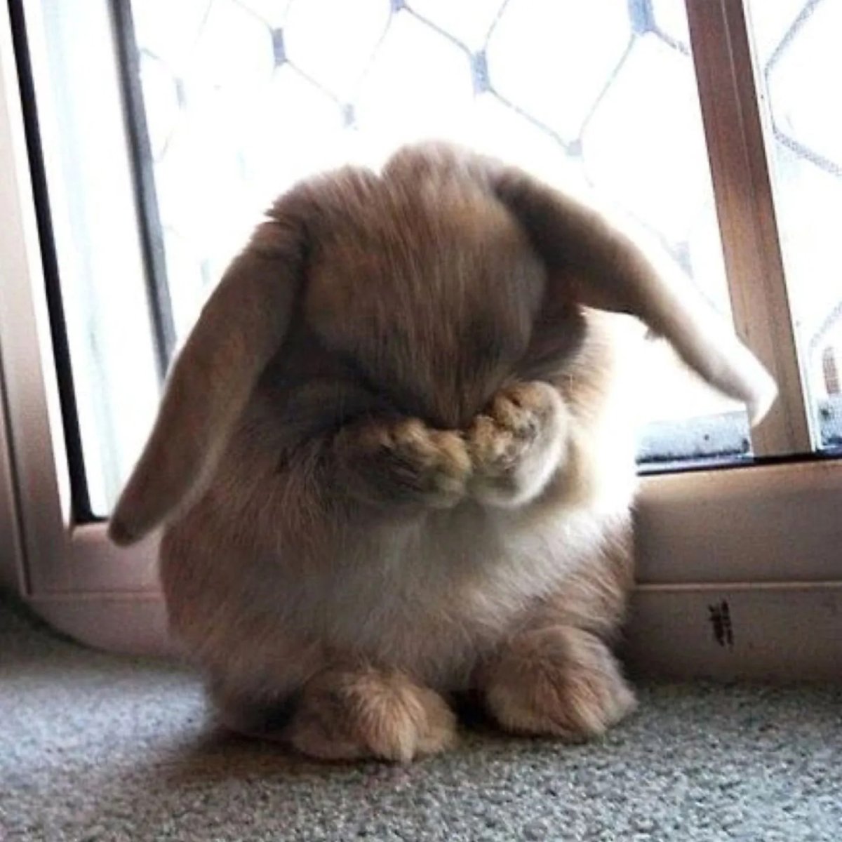 Тайная жизнь домашних животных кролик снежок