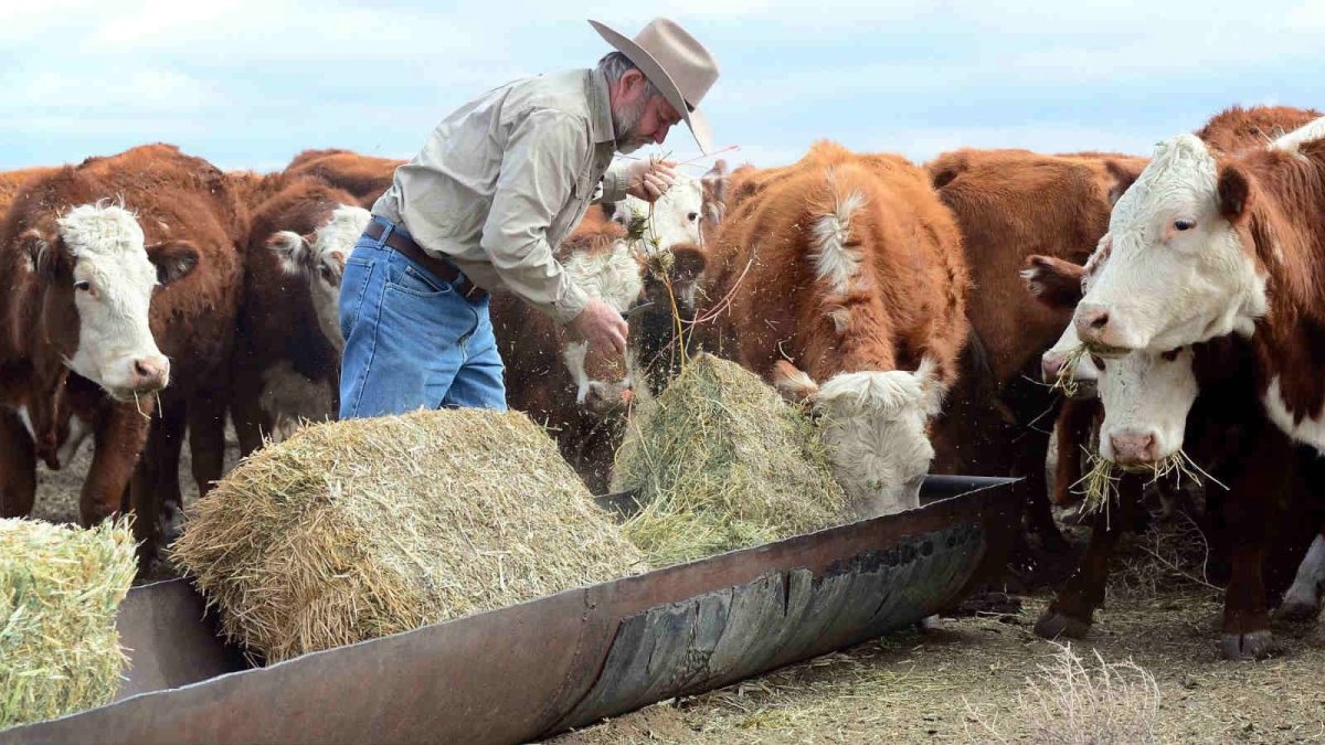 Биотехнологии в сельском хозяйстве животные