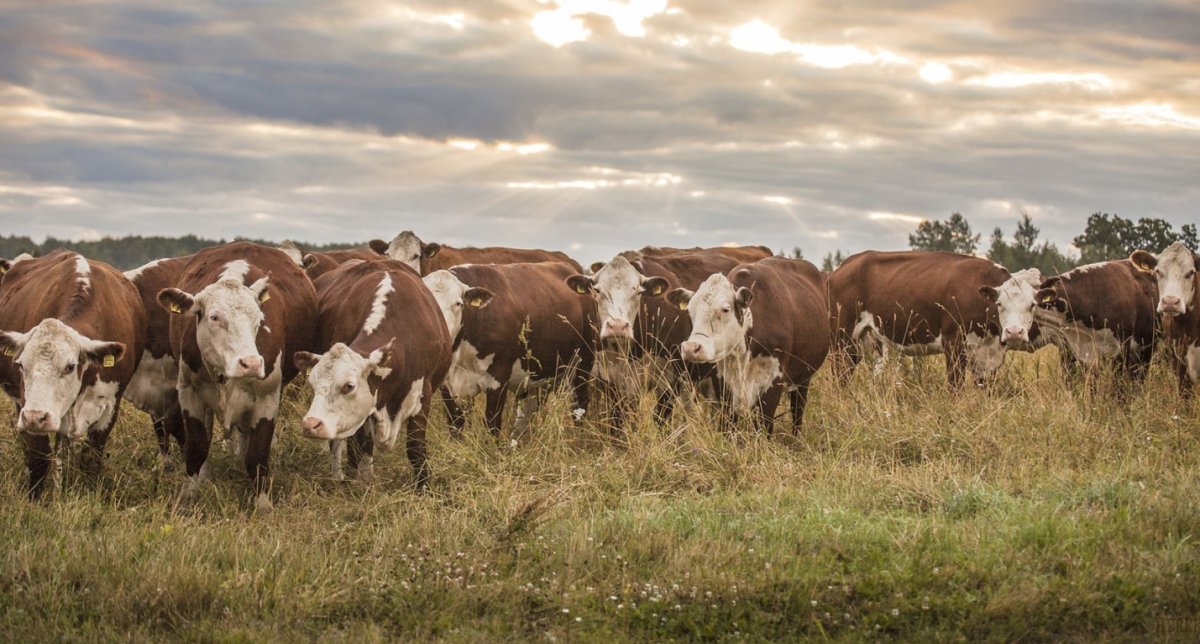 Коровы на закате