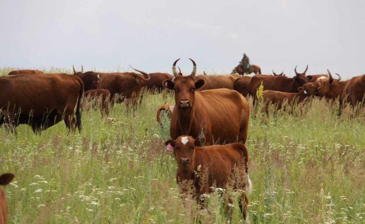 Животноводство коровы