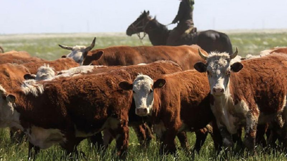 Ранчо рогатого скота в США