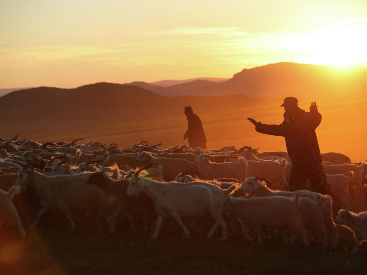 Штат Техас ранчо быки