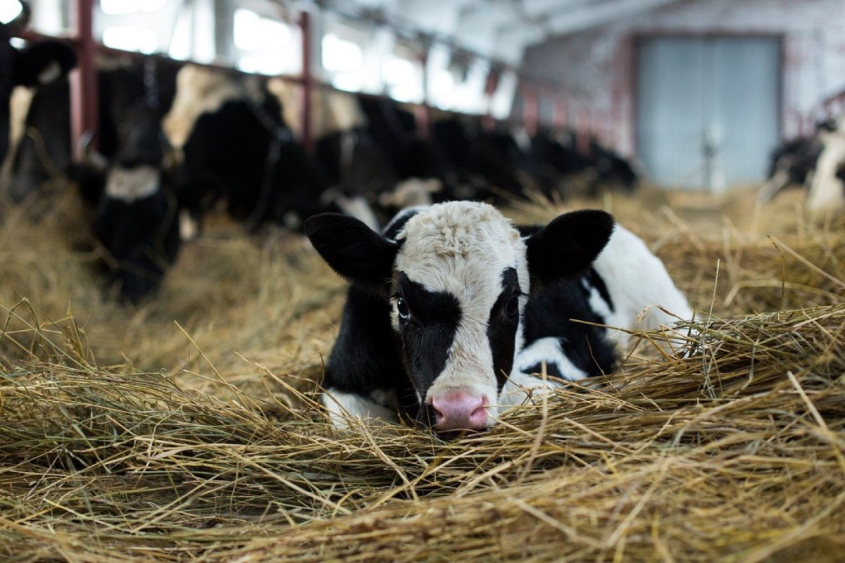 Молочно-мясное животноводство