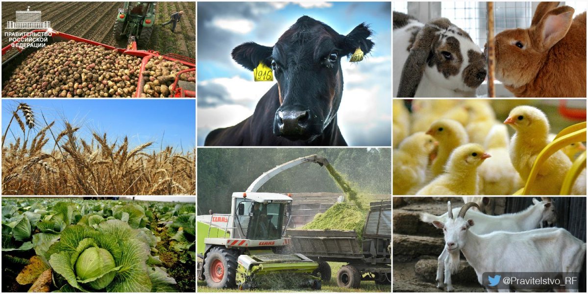 Корма для сельскохозяйственных животных