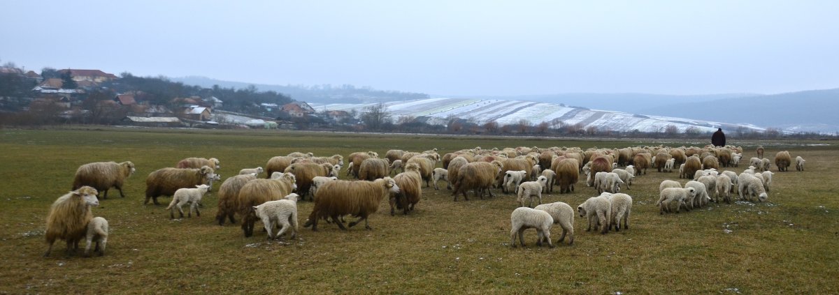 Животноводчество Воронежской области