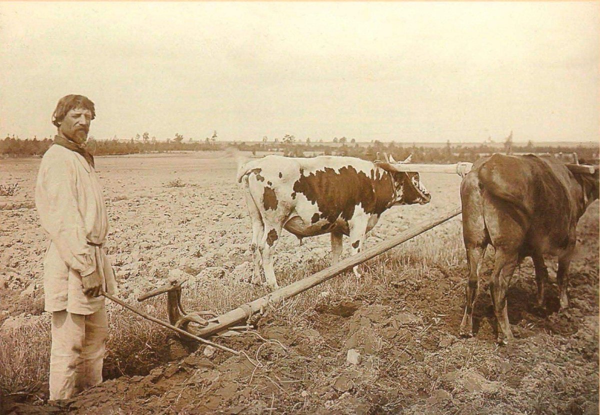 Домашний скот