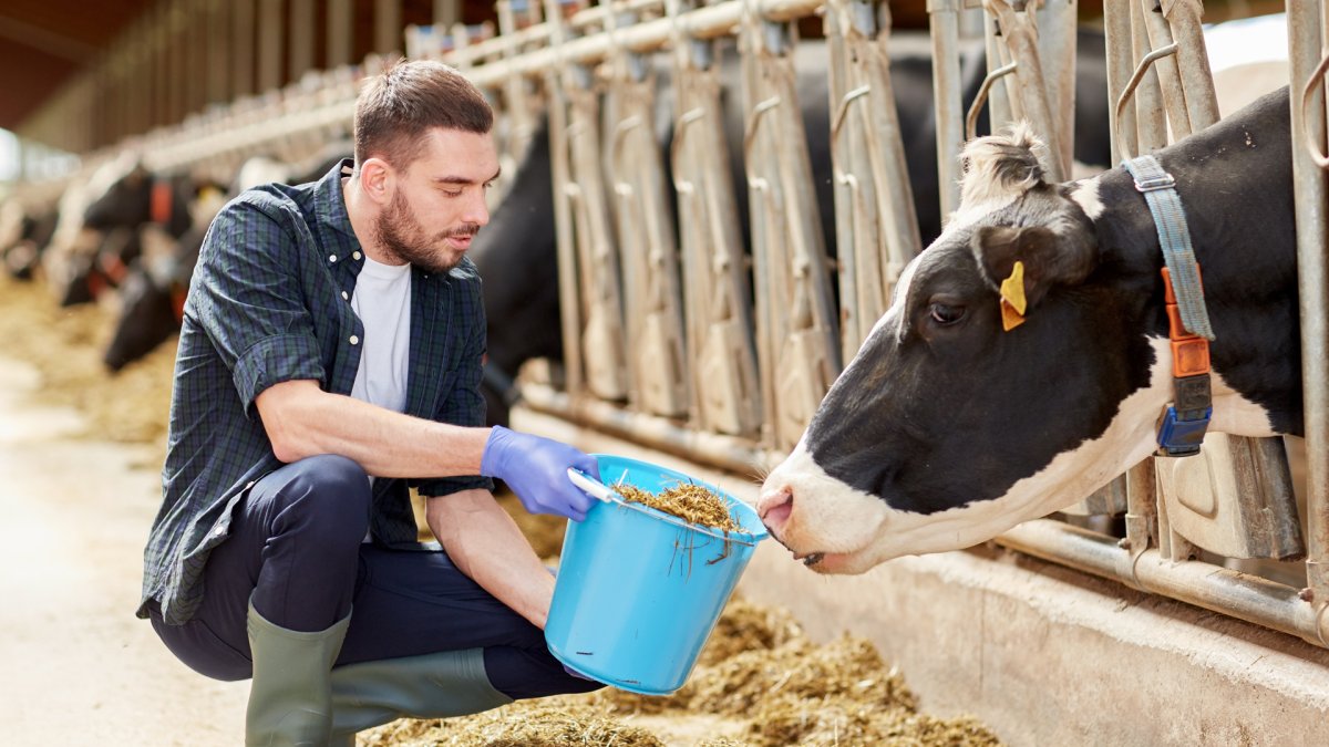 Откормочная ферма КРС