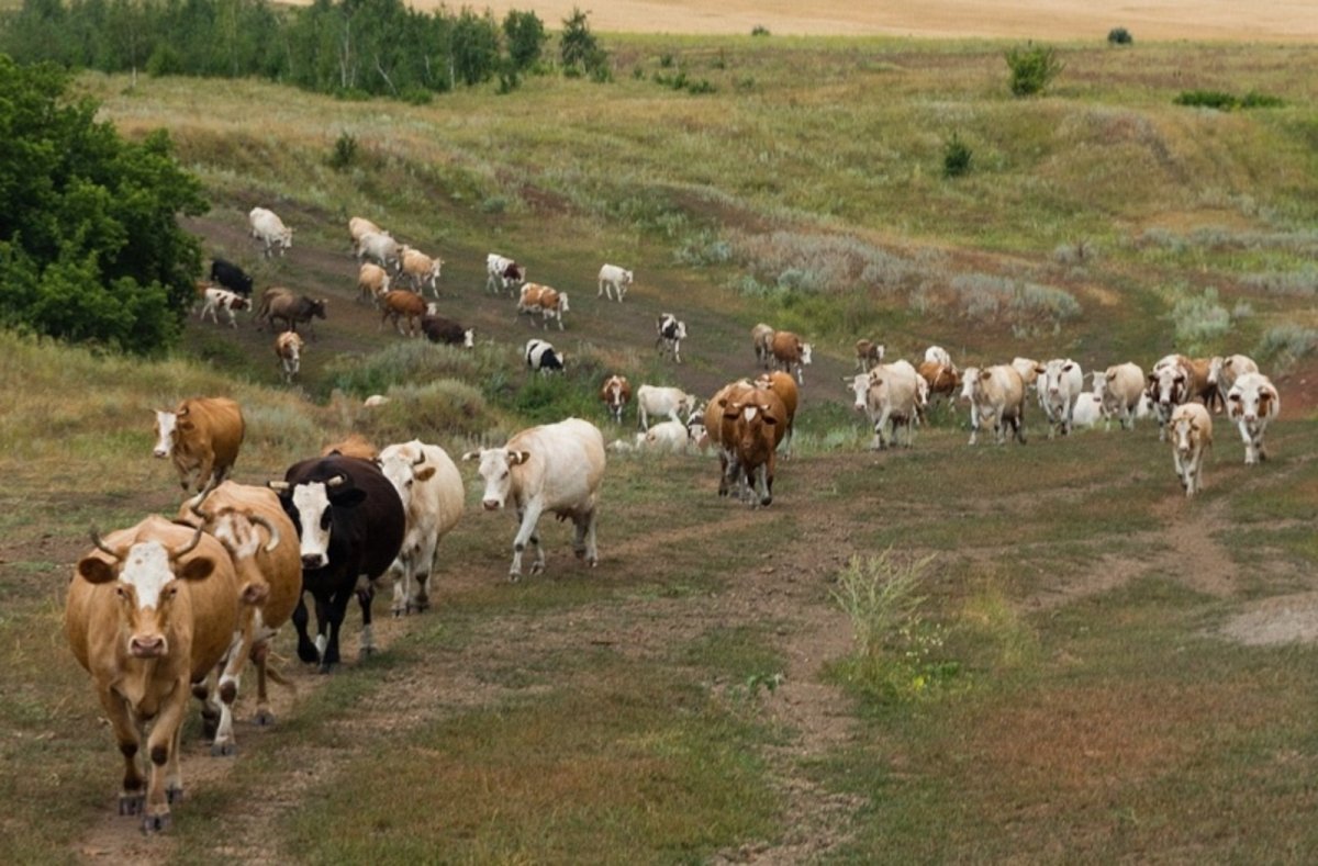 Ветеринария КРС