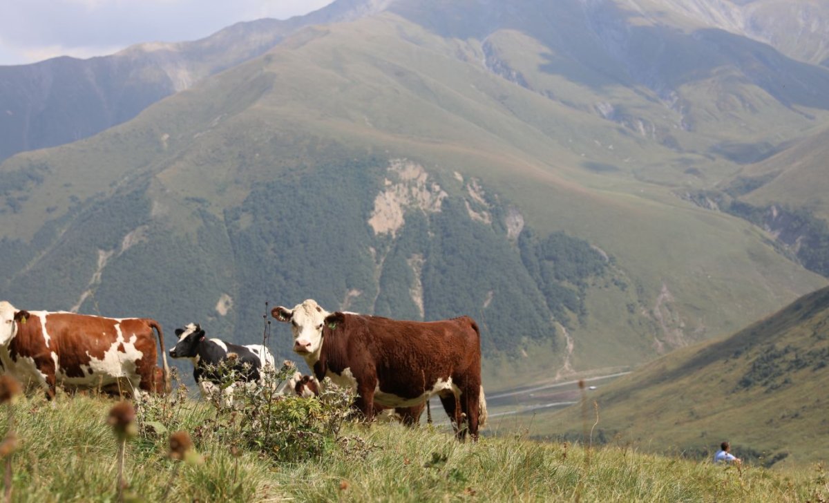 Крупный рогатый скот в Австралии