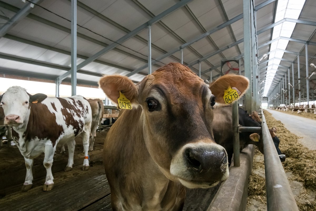 Подбор сельскохозяйственных животных