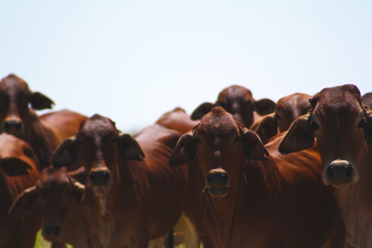 Перевыпас скота Байдарская Долина