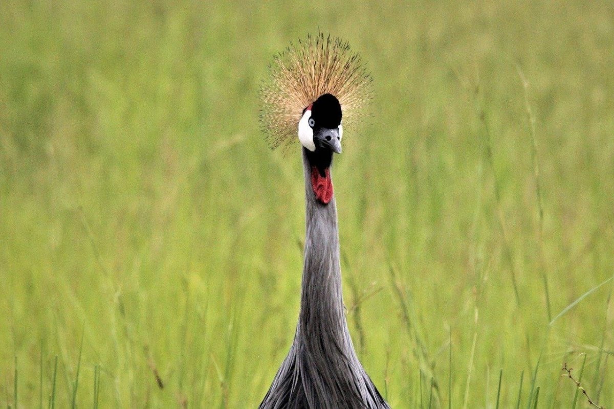 Грифовая цесарка