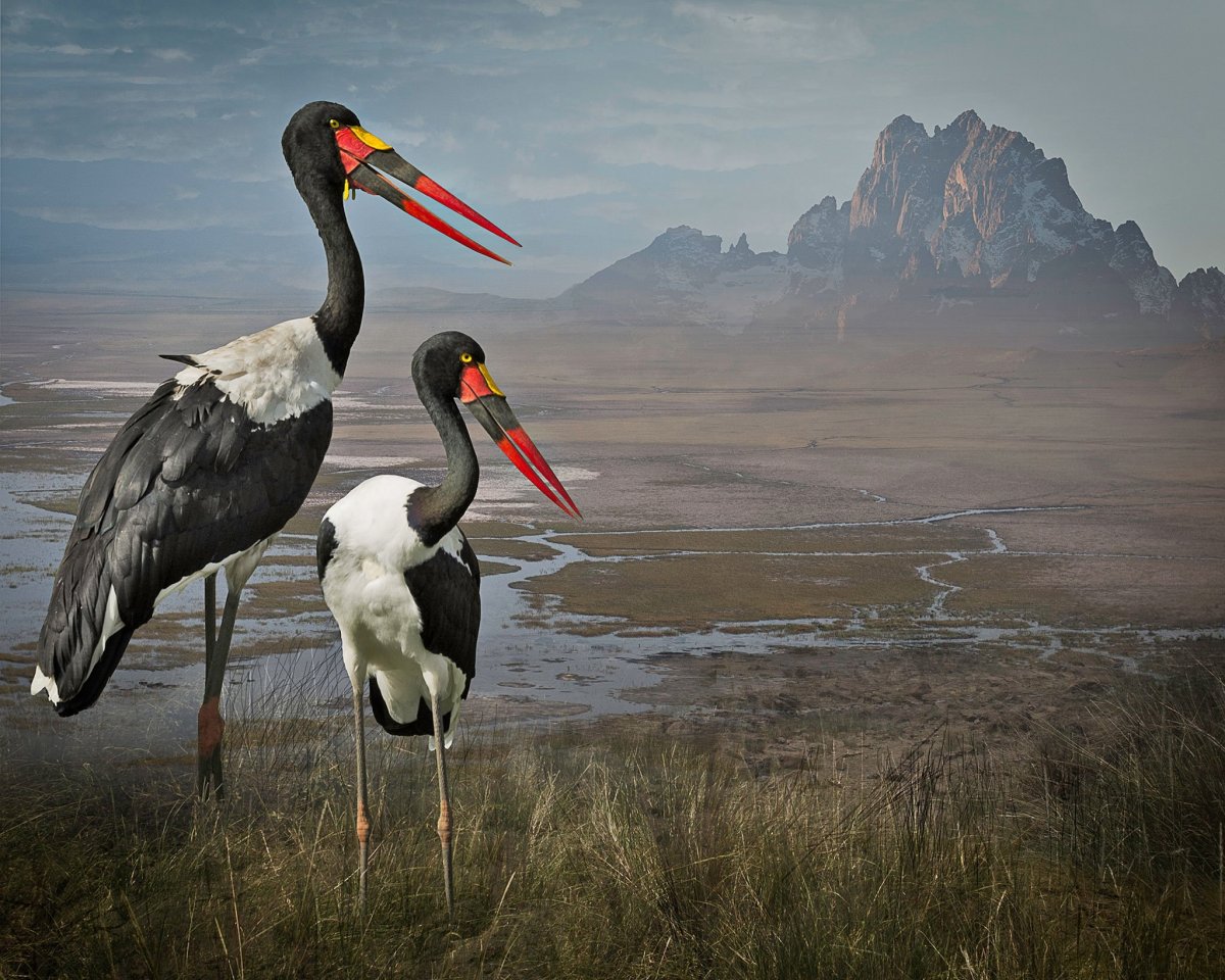 Рай для Фламинго: Камферс-дам, Кимберли, ЮАР