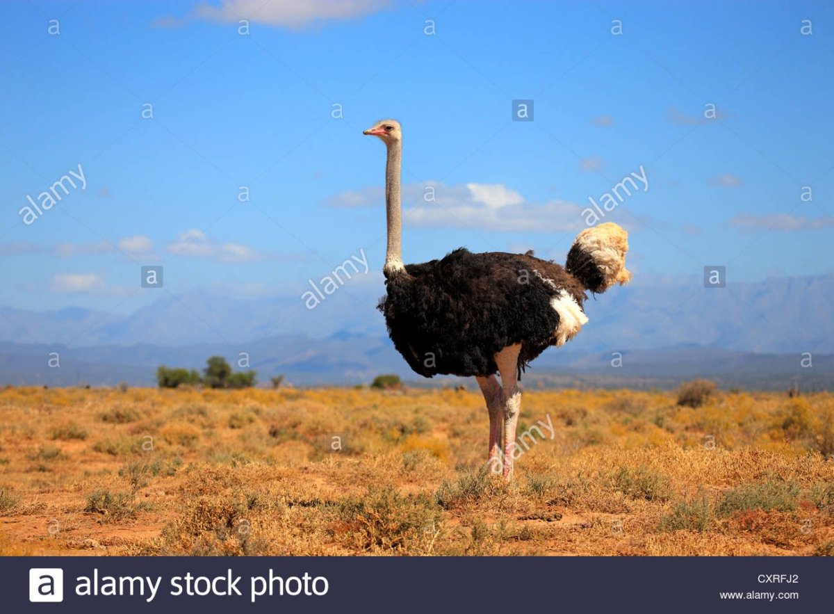 Амазонский венценосный мухоед