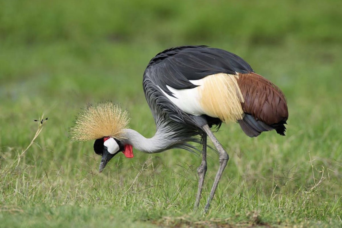 Розовая колпица