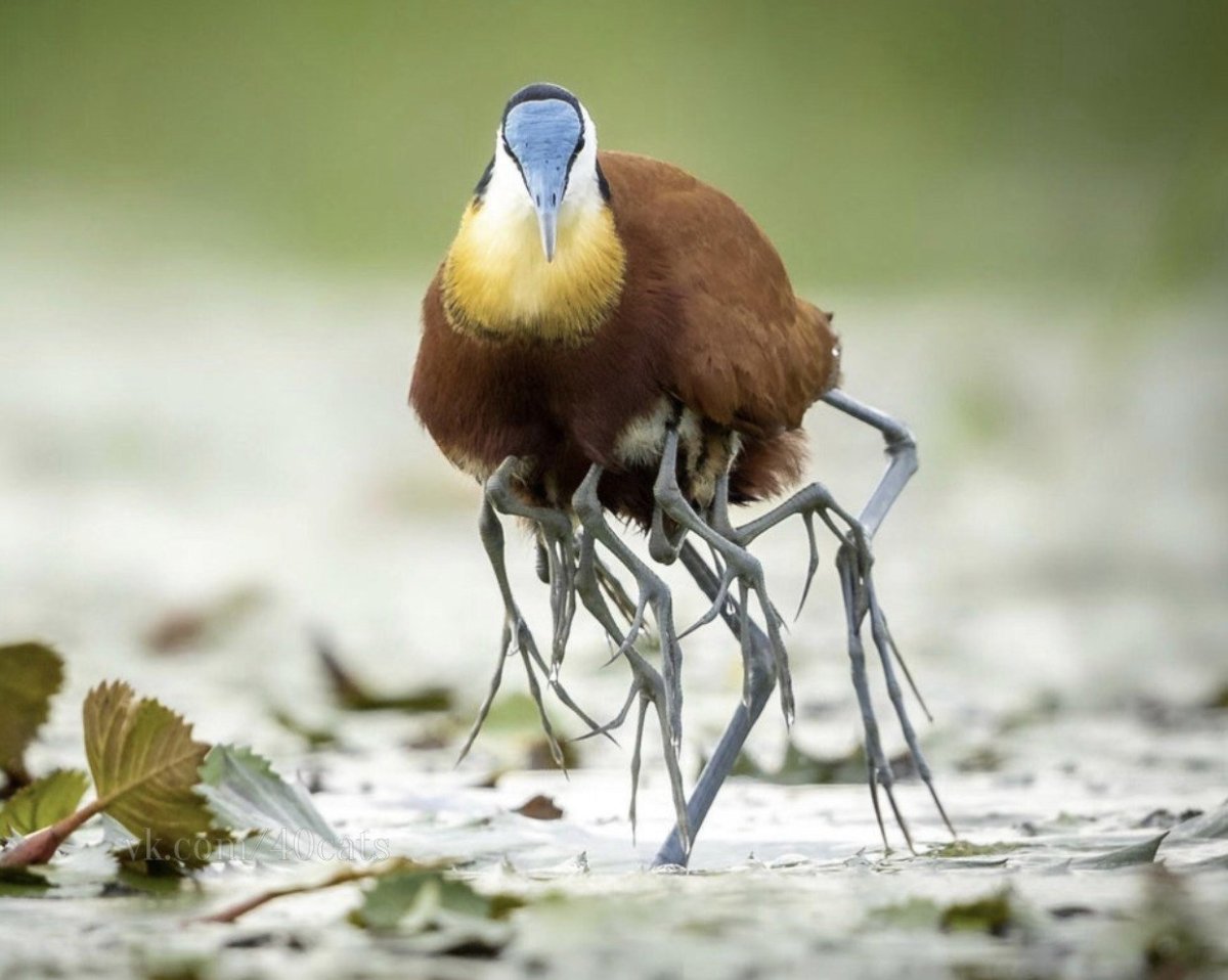 Грифовая цесарка