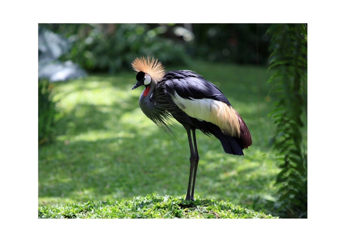 Венценосный журавль Африки