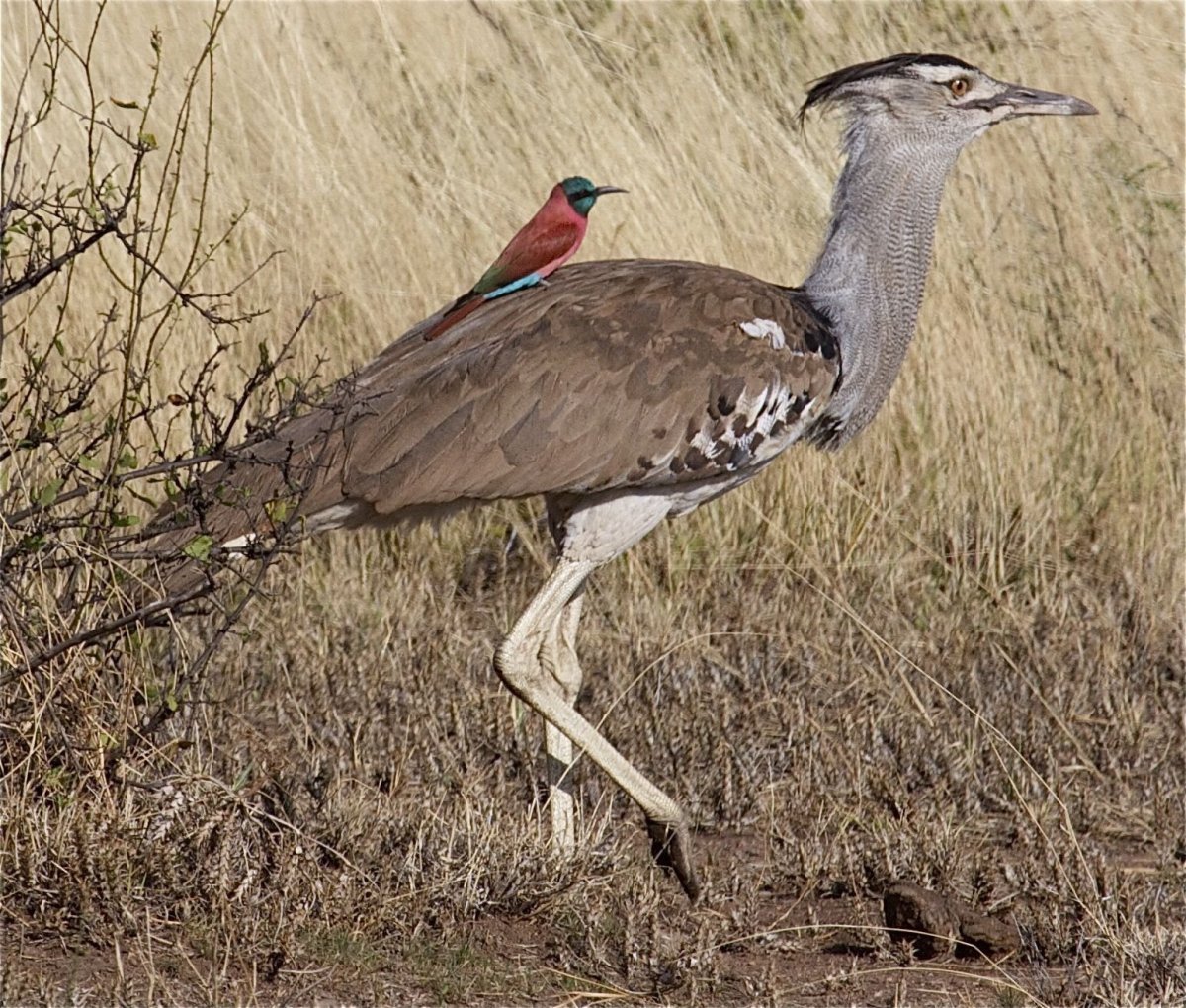 Птица секретарь Морад