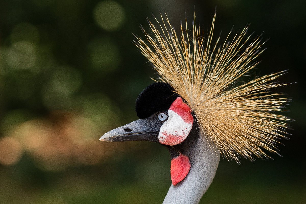 Тукан Коста Рика