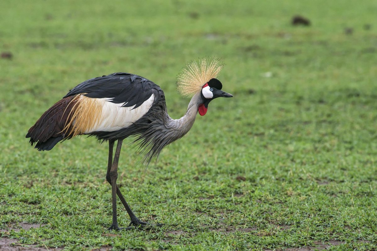 Чибис Забайкальский птица