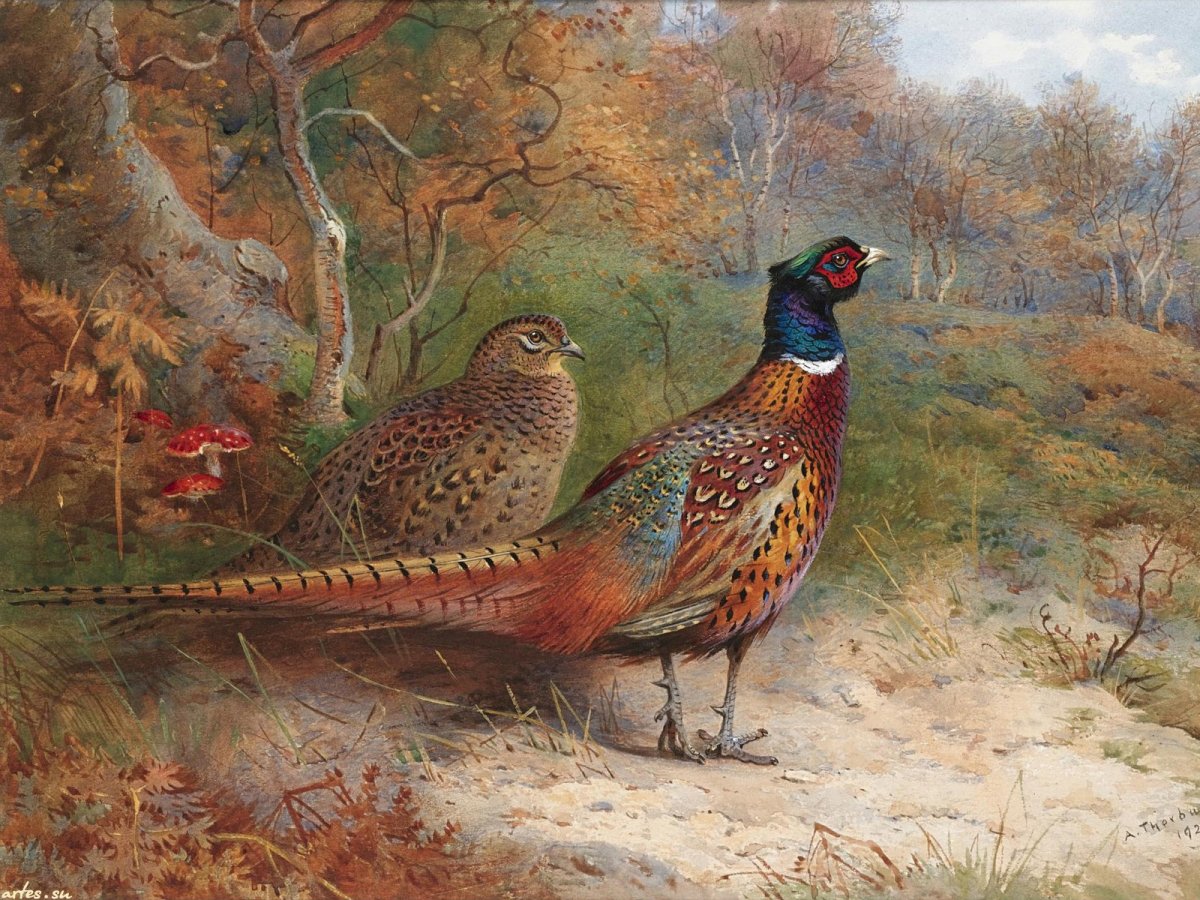 Фазан без фона