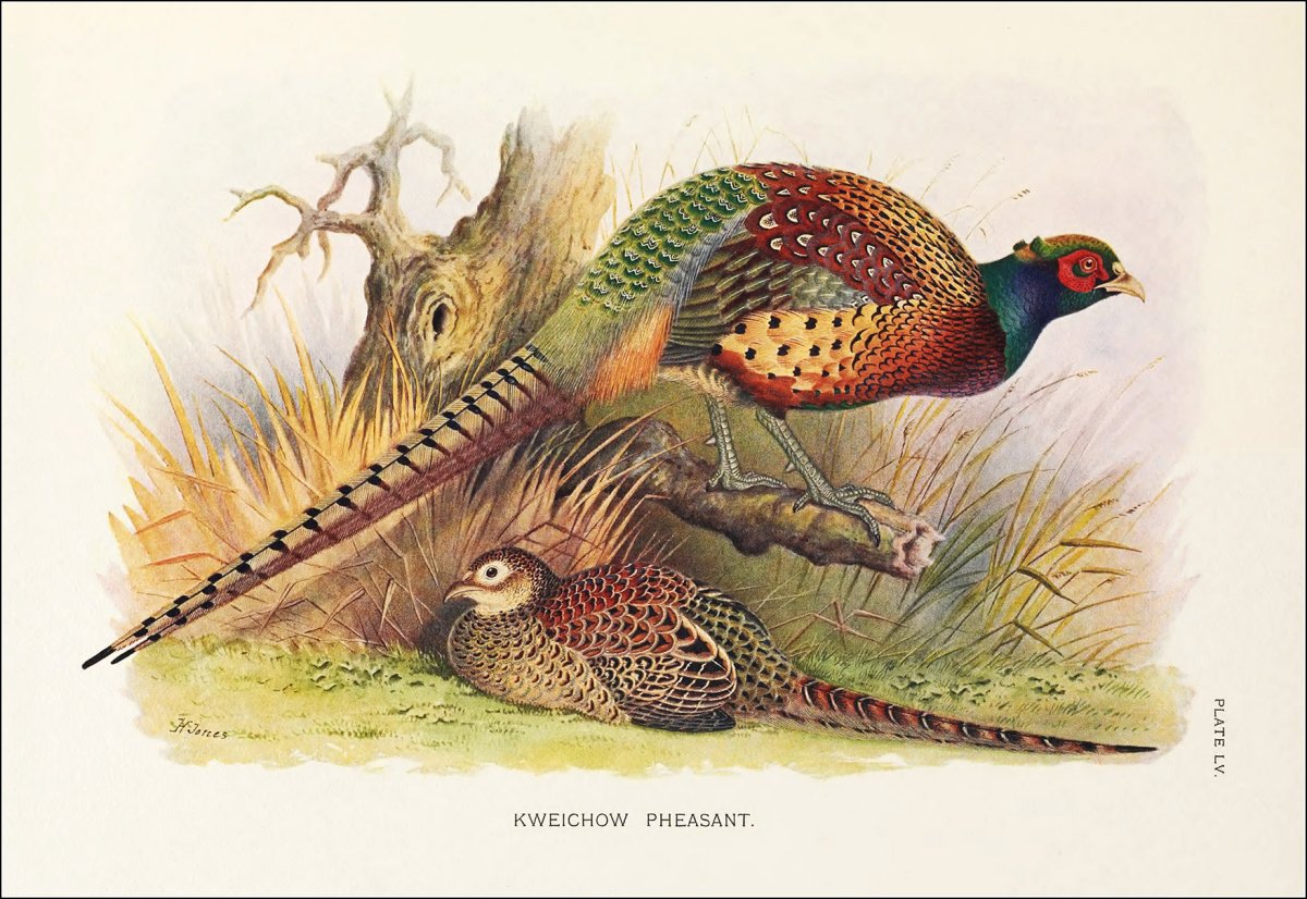 Мишель бавассано фазан