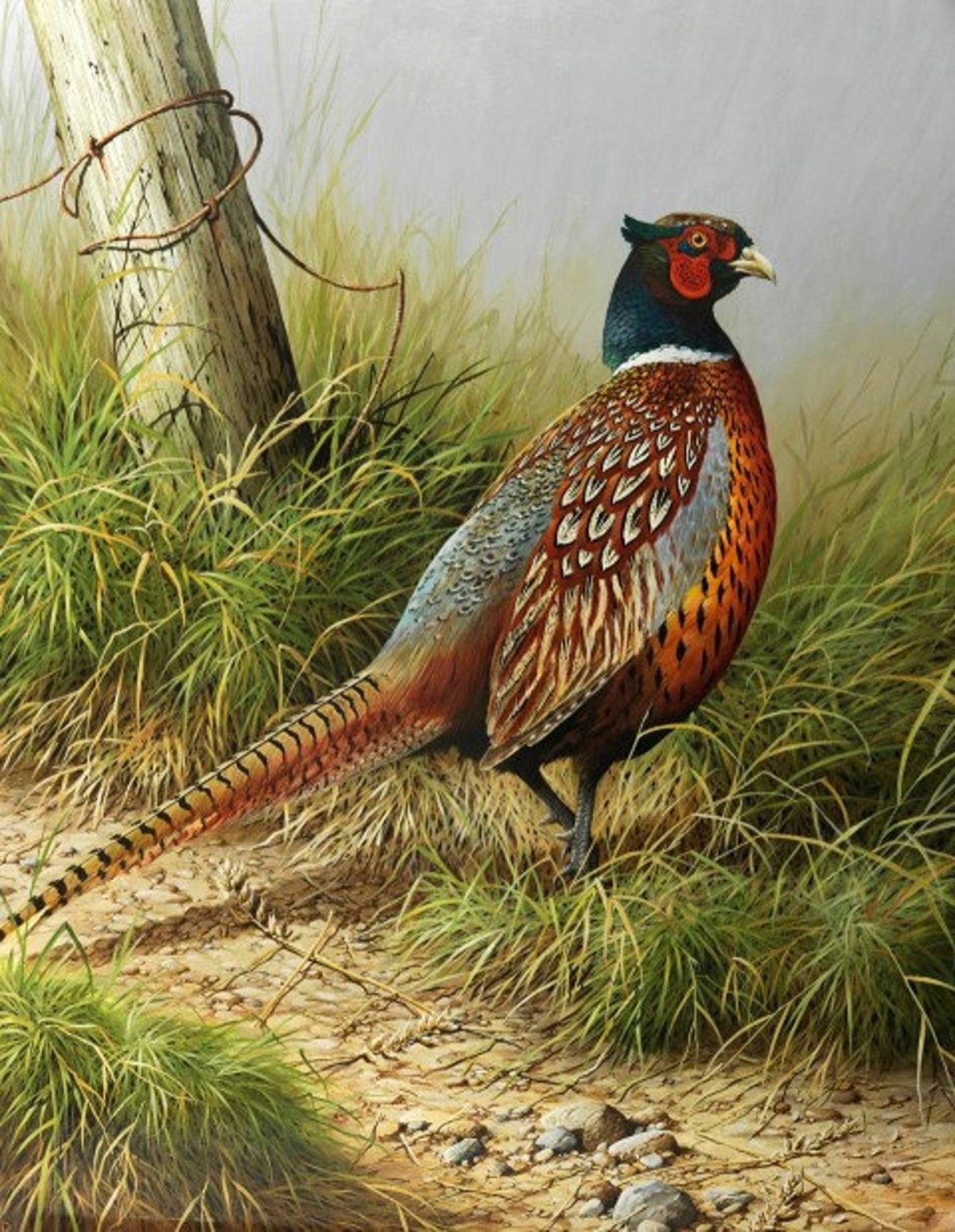 Фазан на белом фоне