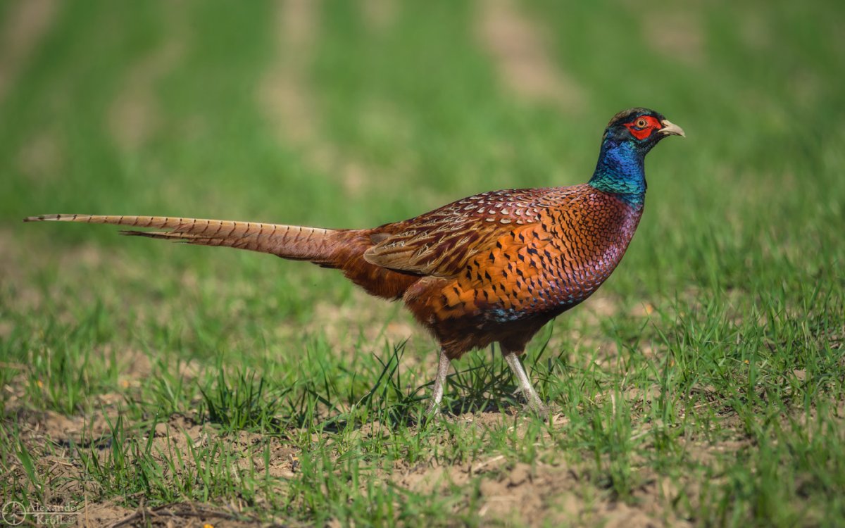 Коричневый Ушастый фазан