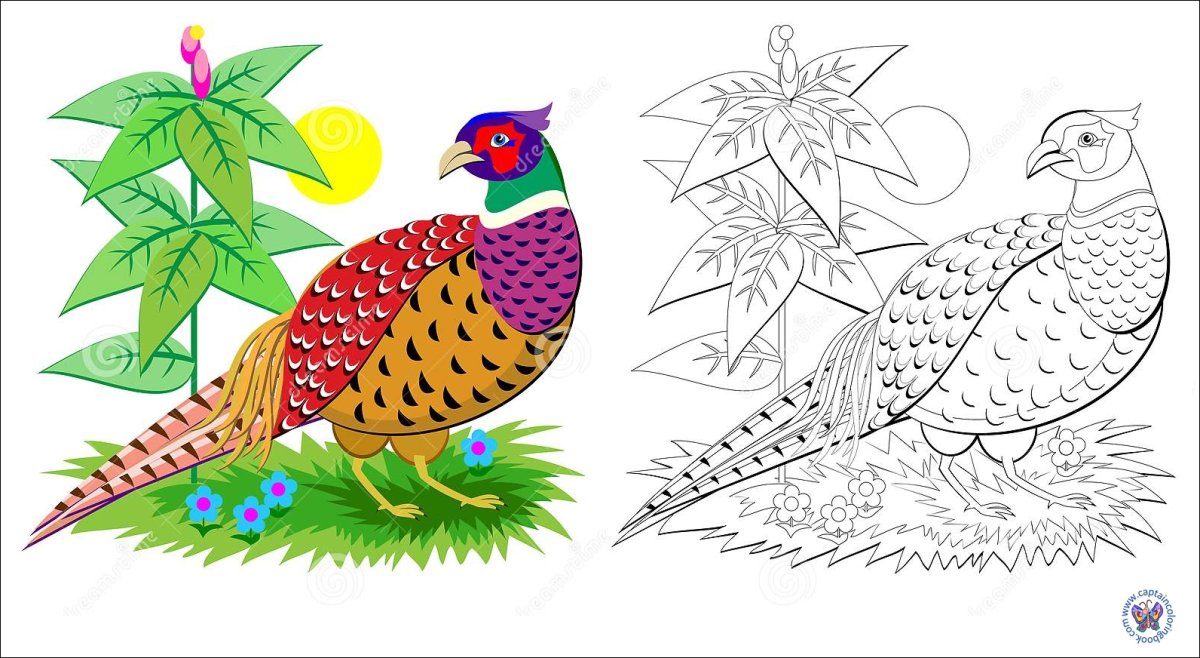 Золотой фазан Chrysolophus pictus