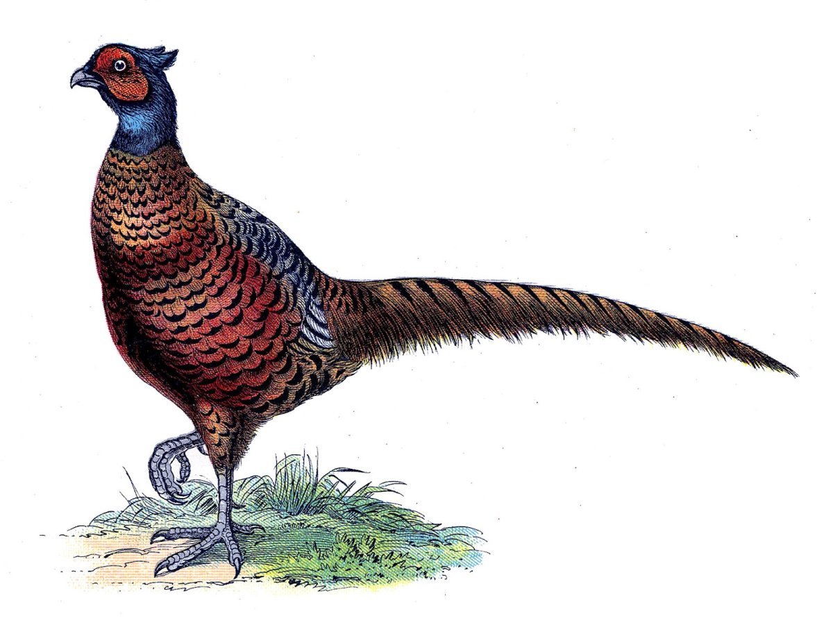 Фазан для детей