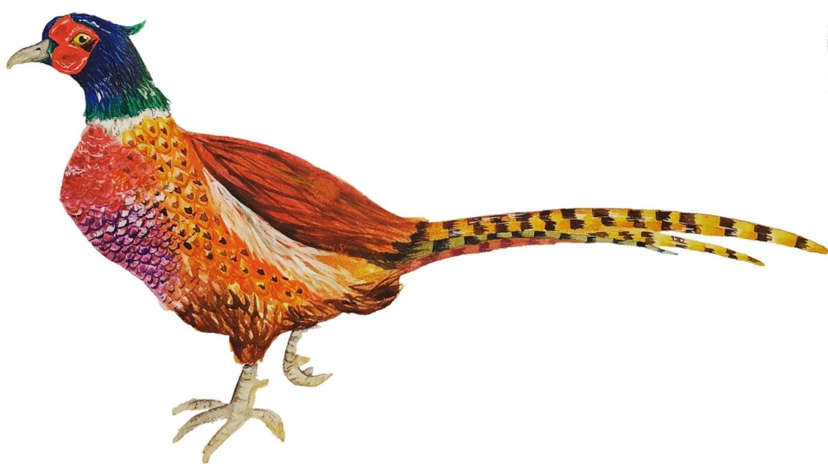 Фазан раскраска