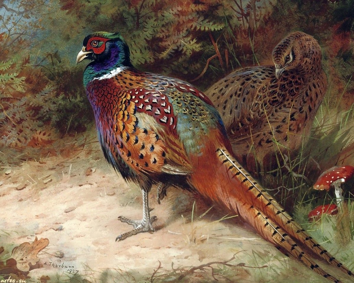 Фазан обыкновенный Зарафшанский