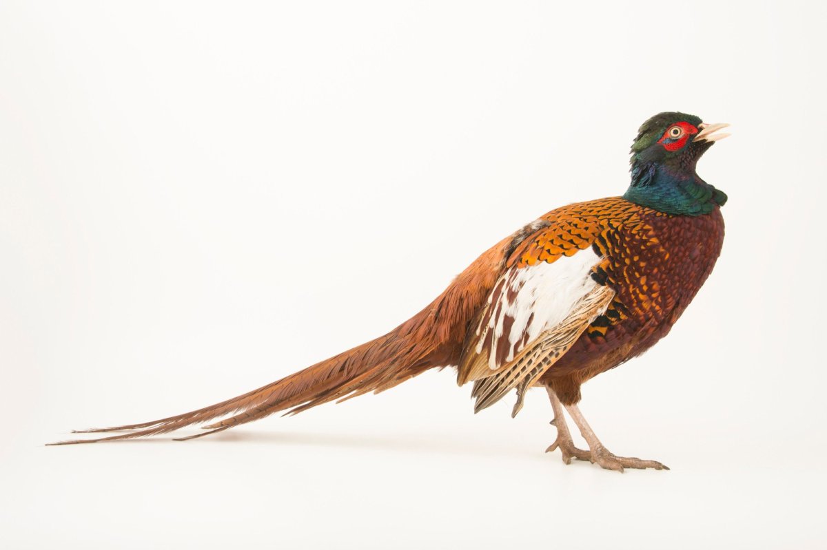 Фазан Эллиота