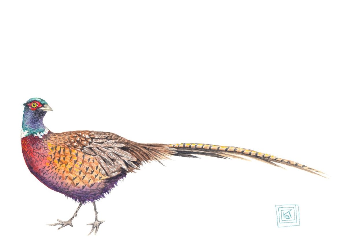 Фазаны. Даниэль Эллиот