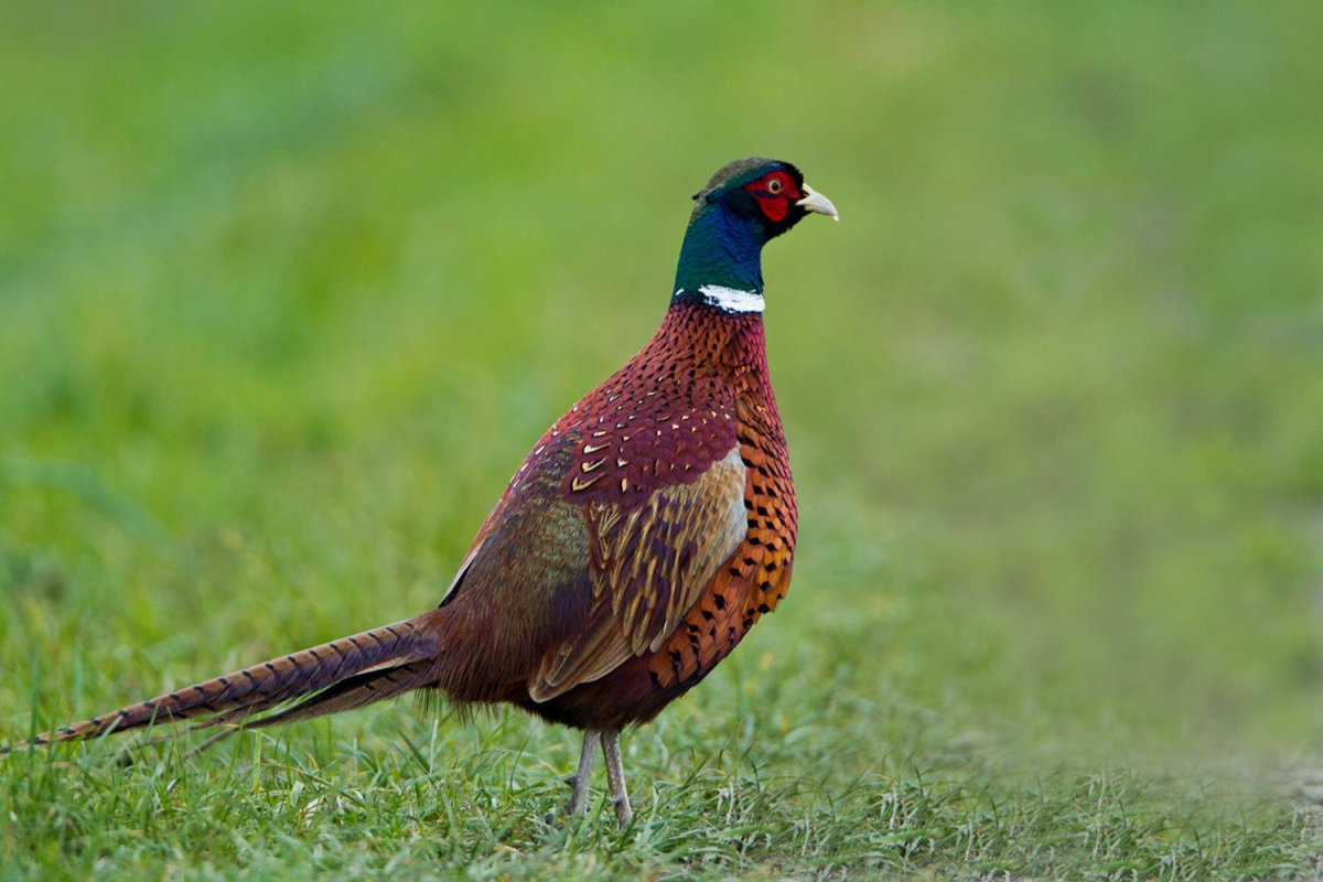 Фазан без фона