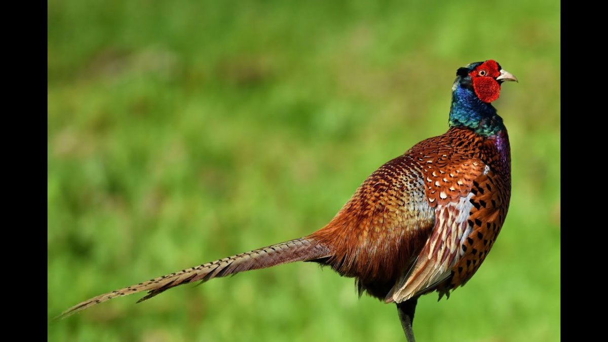 Фазан золотой на белом фоне