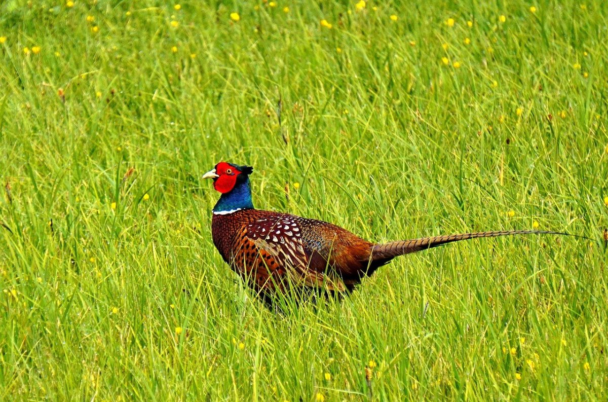 Обыкновенный фазан